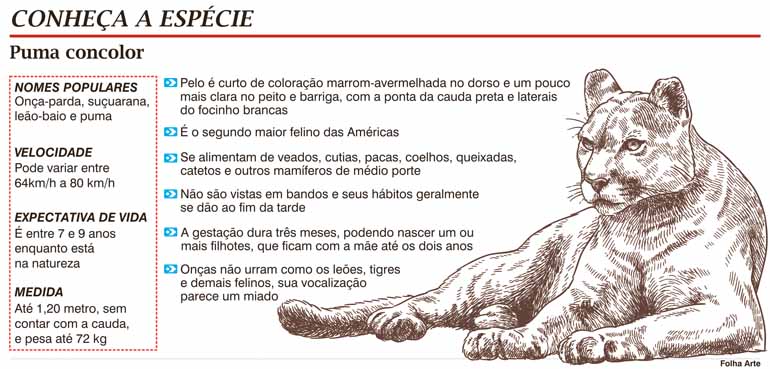 Onça-parda aparece em casa e assusta moradores de Xambrê