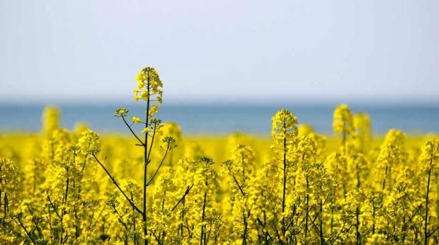 Shutterstock - Minor crops são culturas com falta ou número insuficiente de agroquímicos para manejo, controle de pragas e doenças, como a canola Shutterstock - Minor crops são culturas com falta ou número insuficiente de agroquímicos para manejo, controle de pragas e doenças, como a canola