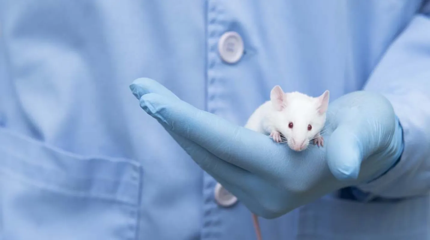 Imagem ilustrativa da imagem Proteína melhora memória em animais com Alzheimer