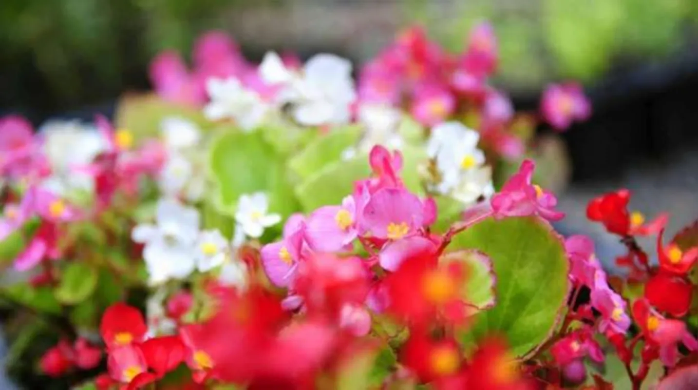 Imagem ilustrativa da imagem Jardim florido no verão