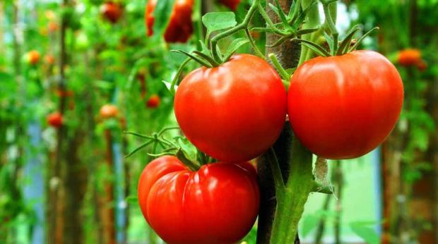 Desde agosto do ano passado, um grupo de alimentos, que inclui maçãs, batatas e tomates, já segue as diretrizes da nova normativa