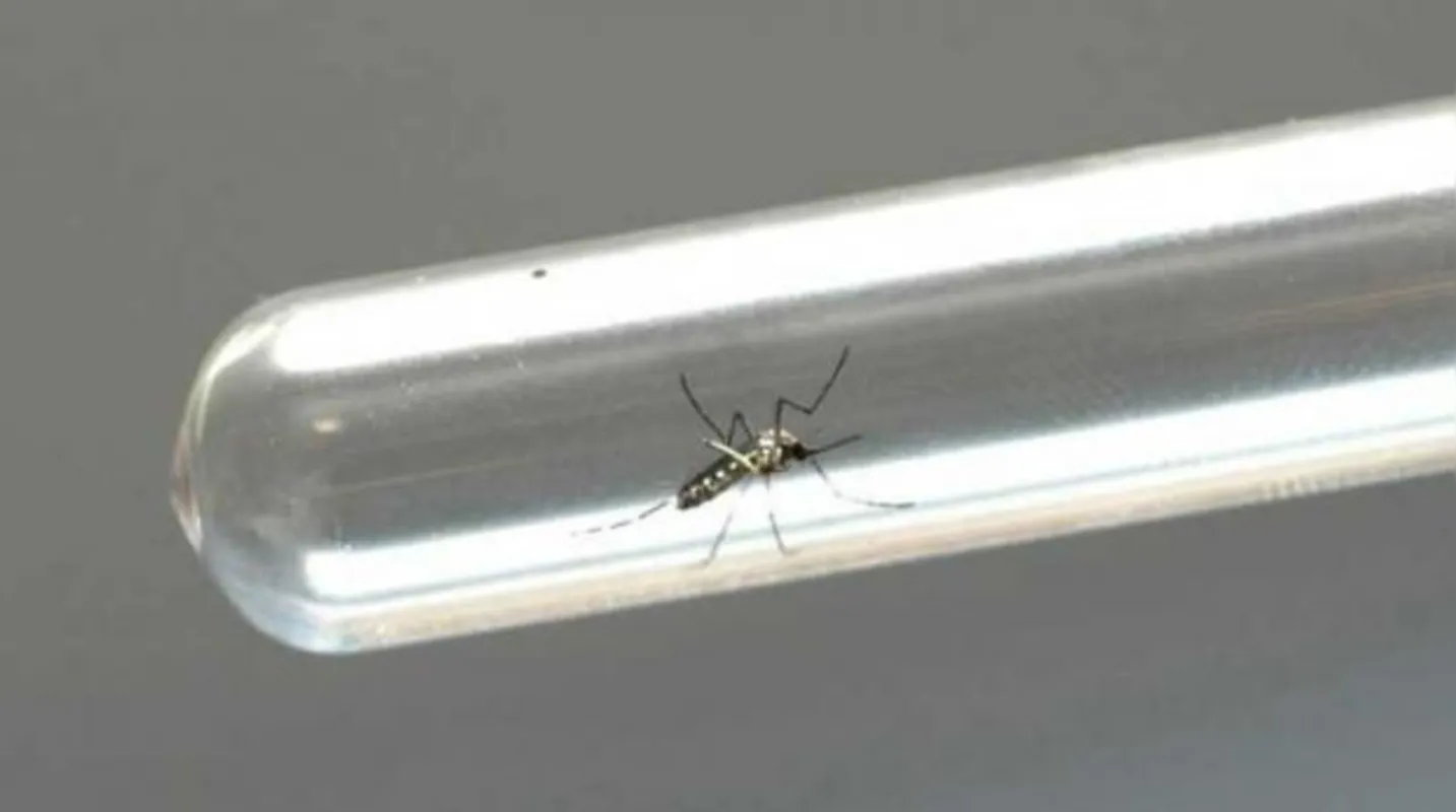 Imagem ilustrativa da imagem Sesa confirma epidemia de dengue em Lupionópolis