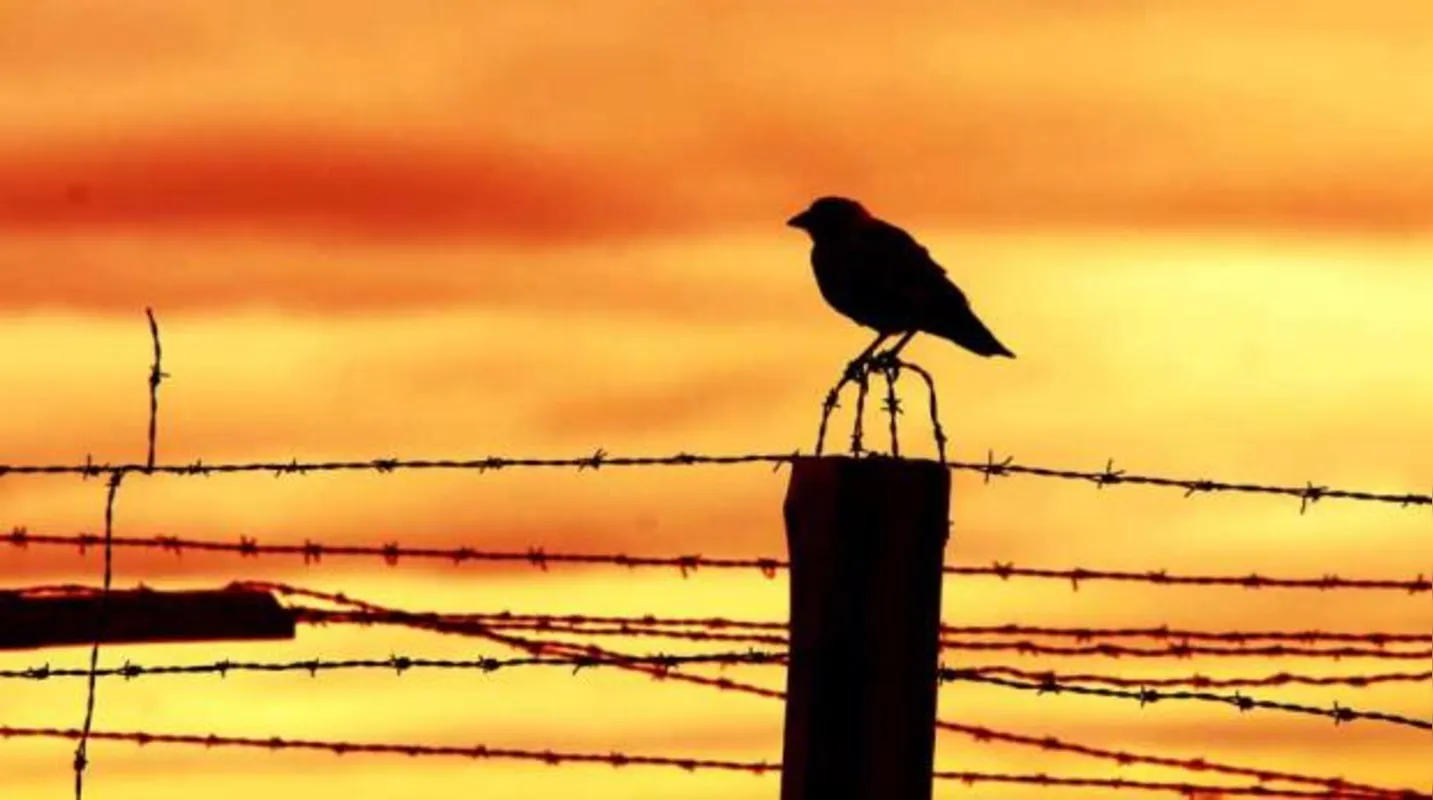 Imagem ilustrativa da imagem Ouvindo os pássaros de Buchenwald