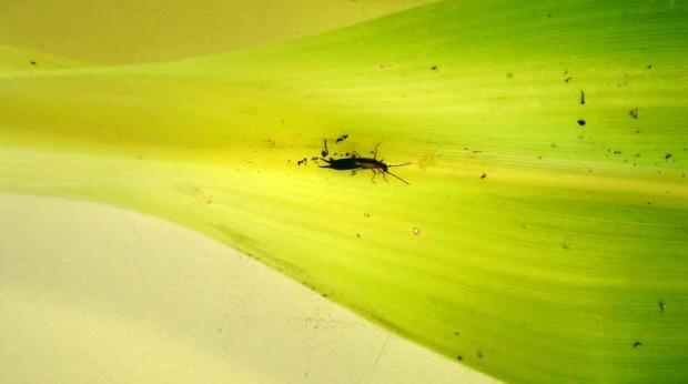 Marina Torres/Embrapa - ...a 'tesourinha' (Doru luteipes) que, se estivesse presente em 70% das plantas milho, o produtor não precisaria se preocupar com a lagarta