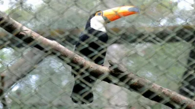 Imagem ilustrativa da imagem Parque Ecológico Klabin prioriza cuidados com animais