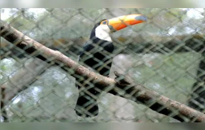 Imagem ilustrativa da imagem Parque Ecológico Klabin prioriza cuidados com animais