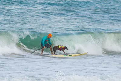 Imagem ilustrativa da imagem Cães surfistas Parafina, Maya e Bono conquistam pódio em Natal
