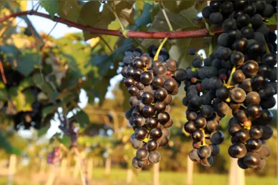No Paraná, a colheita da uva segue até março