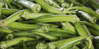 Famílias de agricultores optam pela produção do quiabo por ser pouco exigente em água e pelo fato de a procura pela iguaria ser estável na maior parte do ano