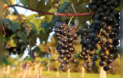 Imagem ilustrativa da imagem Colheita de uva já começou no Paraná