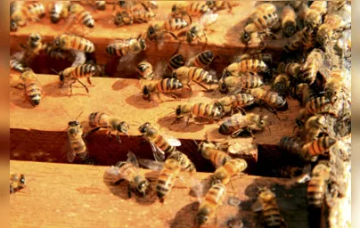 Imagem ilustrativa da imagem Paraná lidera produção nacional de mel