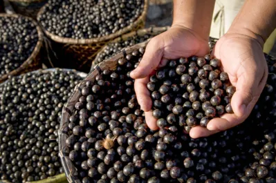 Ingredientes tipicamente brasileiros, como o açaí, fizeram sucesso entre os cozinheiros que assistiram a aula show