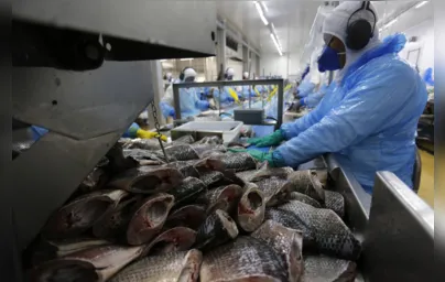 Imagem ilustrativa da imagem Paraná aumenta produção de peixes e mantém liderança