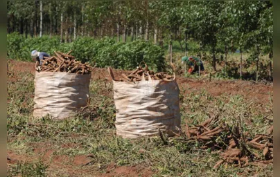Imagem ilustrativa da imagem Queda na produção de mandioca já afeta a indústria de alimentos