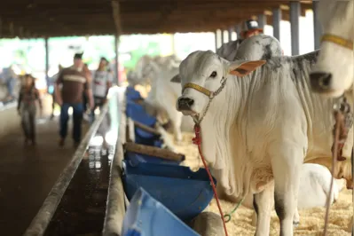 Espaço reservado para os animais na ExpoLondrina: cenários da vida rural voltam à cidade após os dois anos de pandemia