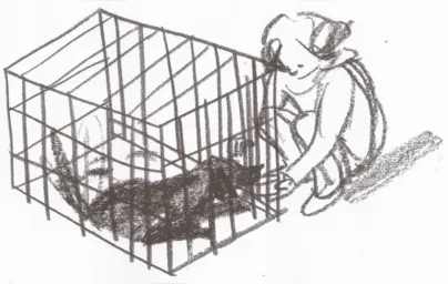 Imagem ilustrativa da imagem Saudade de cachorro: uma história de delicadezas