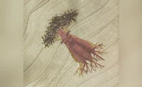 Raízes ancestrais