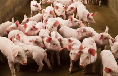 Em 2022, o produtor de carne suína recebeu em média, no primeiro trimestre, R$ 6,10 pelo quilo