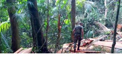 Foto divulgada pela Polícia Ambiental na época em que foi constatada a derrubada de perobas-rosa.