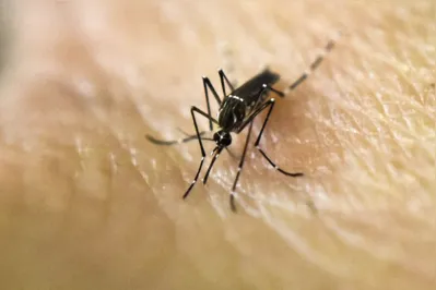 Imagem ilustrativa da imagem Idosa morre vítima de dengue em Rolândia, segundo prefeitura