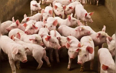 Imagem ilustrativa da imagem Alta no milho afeta produtores independentes de suínos