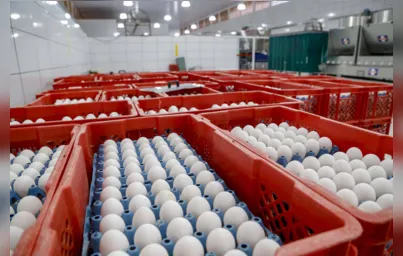 Imagem ilustrativa da imagem Paraná se mantém como o 2º maior produtor de ovos do Brasil