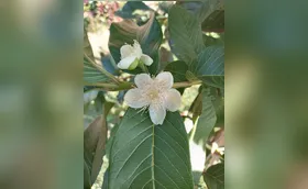 Goiabas da vida, os ciclos fantásticos da natureza