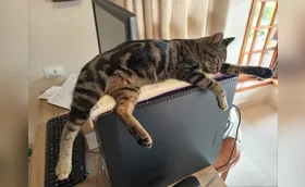 Gostando de gatos
