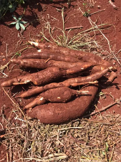 Nova cultivar de mandioca se destaca pela boa qualidade culinária e sabor. As mudas já podem ser adquiridas pelos agricultores