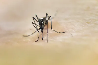 Imagem ilustrativa da imagem Arapongas registra terceiro óbito por dengue