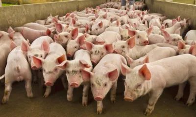 Paraná ocupa atualmente a vice-liderança na produção de carne suína em território nacional, perdendo apenas para Santa Catarina
