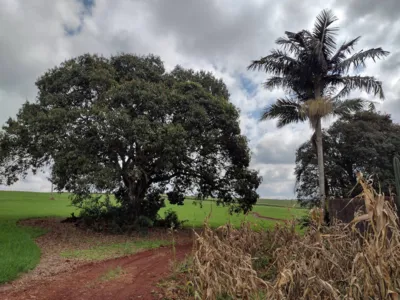 Imagem ilustrativa da imagem CIDADE FALA 22/6 - Zona rural: Cambé