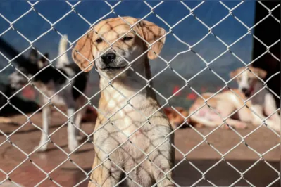 Imagem ilustrativa da imagem Centro de Saúde Animal de Apucarana realiza 1.2 mil castrações