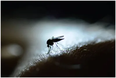 Imagem ilustrativa da imagem Enfrentando epidemia, cidades da RML intensificam ações contra a dengue