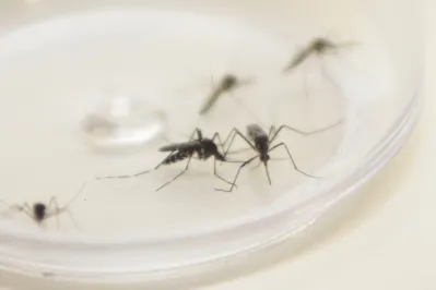 Imagem ilustrativa da imagem Paraná é o terceiro estado com mais casos de dengue com 'sinais de alarme'
