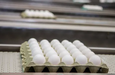 No Paraná, quase a totalidade da produção de ovos abastece o mercado interno e as exportações não chegam a 2% do total