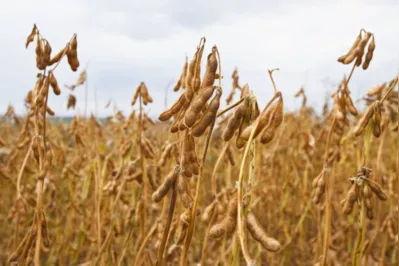Revisão do PIB do agro se dá pela piora na colheita de soja feita pelo IBGE