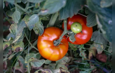 Imagem ilustrativa da imagem Após alta expressiva, preço do tomate começa a cair