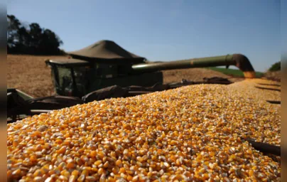 Imagem ilustrativa da imagem Com clima favorável, Paraná projeta safra recorde de milho
