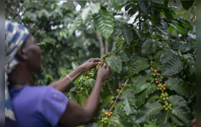 Imagem ilustrativa da imagem Cultivos de café salvam floresta tropical em Moçambique