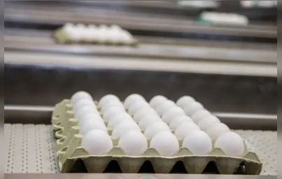 Imagem ilustrativa da imagem Paraná eleva exportações de ovos em 35%
