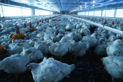 O Brasil é o líder na exportação mundial de carne de aves e o Paraná é o maior produtor e exportador de carne de frango do País