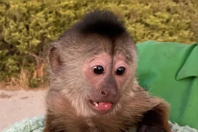 .