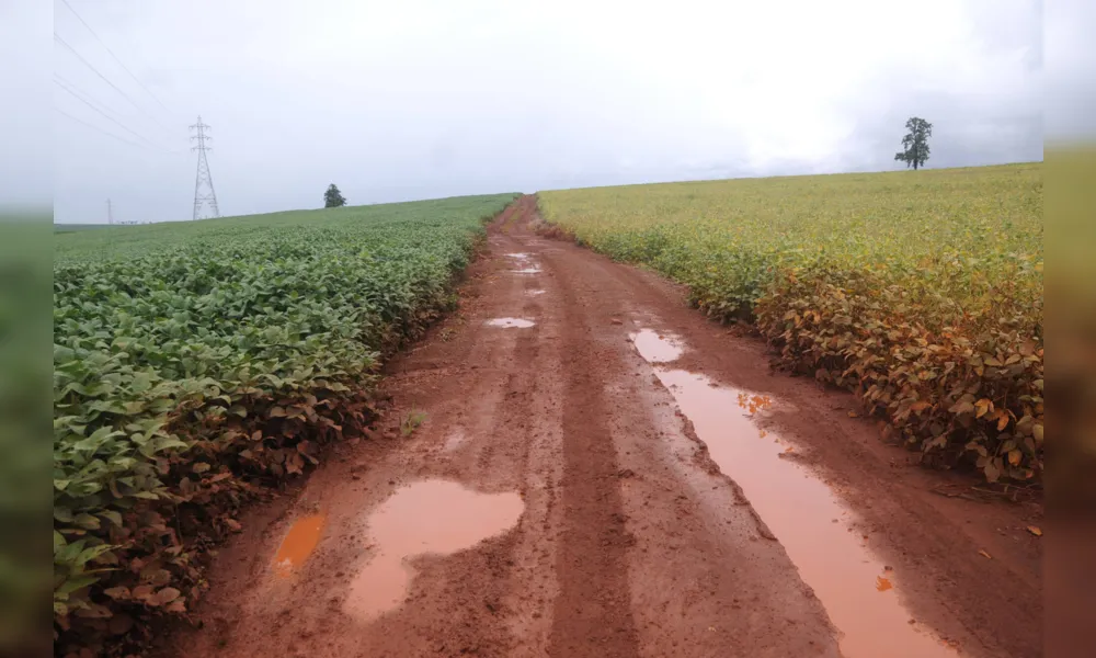 Imagem ilustrativa da imagem Chuva atrasa início da colheita de soja no Norte do Paraná