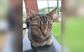 A natureza dos gatos