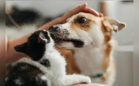 Centro de Bem-Estar Animal em Londrina vai custar até R$ 6 milhões