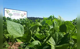 Nova cultivar de feijão carioca resiste por mais tempo de armazenamento