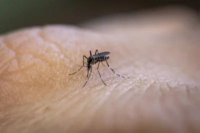 Imagem ilustrativa da imagem 198 municípios do Paraná têm casos confirmados de dengue