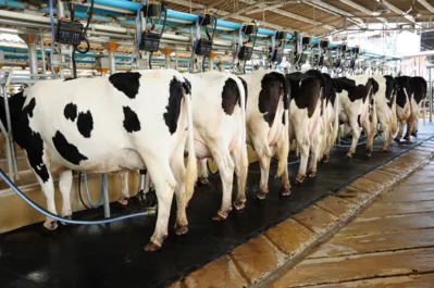 Imagem ilustrativa da imagem 500 mil litros de leite serão perdidos por dia devido aos bloqueios