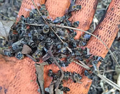 O fipronil não mata as abelhas imediatamente, mas deixa o inseto atordoado ainda com capacidade de retornar à colmeia, onde acontece a contaminação das outras abelhas, provocando a aniquilação em massa